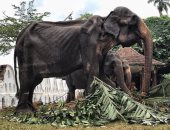 الرحمة حلوة .. استغلال فيل يعانى من الهزال فى مهرجان بسريلانكا
