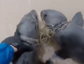 فيديو.. إنقاذ أسدى البحر مقيدين من رقبتيهما ببقايا شباك الصيد