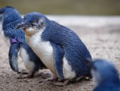 بسبب اختفاء الفئران والكلاب.. تزايد أعداد طائر البطريق الأزرق فى نيوزيلندا