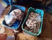 صور.. ضبط 89 كيلو زريعة أسماك و تحرير 74مخالفة تموينية بشمال سيناء والمنوفية