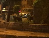 الكلاب الضالة تغزو شارع سليمان أباظة بالمهندسين.. والأهالى يستغيثون