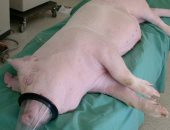 اكتشاف إصابة جديدة بـ"حمى الخنازير الأفريقية" شمال غربى الصين