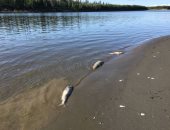 شاهد: ظاهرة الاحتباس الحرارى تتسبب فى قتل الأسماك بألاسكا