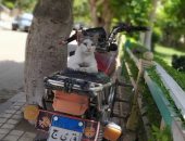 فى اليوم العالمى للتصوير.. أحمد يشارك بصورة لقط على دراجة بخارية