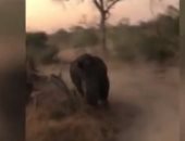 "وحيد قرن" غاضب يطارد السياح فى جنوب إفريقيا ..فيديو