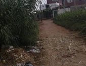 قارىء يشكو نمو البوص بجانبى طريق قرية احمد عبد الجواد بكفر الشيخ