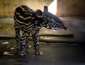 شبه الخنازير ومهدد بالانقراض.. أنثى تابير تضع مولودها الثالث فى حديقة حيوان ببلجيكا