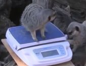 شاهد.. حديقة حيوان لندن تجرى قياسات وزن للحيوانات