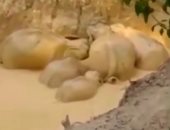 شاهد..إنقاذ خمسة فيلة بعد سقوطها داخل حفرة فى ماليزيا