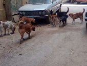 شكوى من انتشار الكلاب الضالة بمنطقة الطوابق فيصل