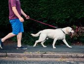 حيوانك الأليف يساهم في صحة قلبك:تربية الكلاب تمنحك القدرة علي ممارسة الرياضة 