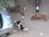 سكان شارع نشأت بالهرم يشكون من انتشار الكلاب الضالة بأعداد كبيرة