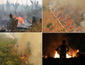 الصندوق العالمى للطبيعة يكشف عن صور مروعة لدمار حرائق غابات الأمازون