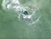 معهد علوم البحار بالبحر الأحمر: المخلفات البلاستيكية تصيب الدلافين