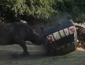 وحيد قرن غاضب يهاجم سيارة حارسة حديقة ويقلبها 3 مرات.. شاهد ماذا حدث