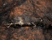 تفحم الحيوانات بسبب حرائق الغابات فى بوليفيا