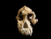 علماء يكتشفون جمجمة مكتملة عمرها 4 ملايين عام