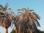 فيديو وصور .. أسراب أبو قردان تستوطن المناطق السكنية بالداخلة