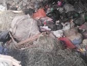 شكوى من انتشار القمامة بشارع القواس البر الغربى فى شبين الكوم 