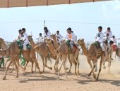صور.. السودان تشارك بـ 150 مطية فى سباق ولى العهد بالسعودية