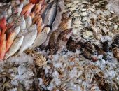 "تموين الإسكندرية": لا صحة لشائعة وجود أسماك نافقه بالأسواق