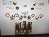 جولة بالصور فى متحف الهجن بالطائف.. محاكاة سعودية لتاريخ الإبل
