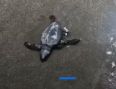 شاهد.. غزو مفاجئ لعشرات الزواحف المهددة بالانقراض لأحد شواطئ الإكوادور