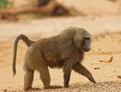 اكتشاف: القردة تجمع بين النغمات الصوتية لإنشاء محادثات مختلفة
