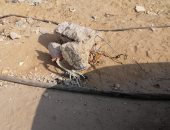 قارئ يرصد كابل كهرباء مكشوف فى الحى الثانى بالعبور