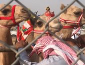 فيديو وصور.. "القسم" إجراء إجبارى لمشاركة الهجن بسباقات مهرجان الطائف بالسعودية 