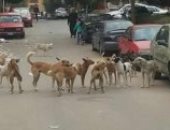 انتشار الكلاب الضالة بحدائق حلوان يؤرق سكان المنطقة
