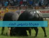 فيديو.. مهرجان سنوي لمصارعة الجاموس في فيتنام