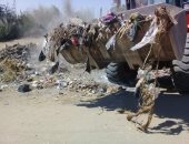 حملة لتحصين الماعز والأغنام  ورفع التراكمات والمخلفات بالأقصر