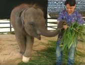 شاهد.. تركيب قدم صناعية لأنثى فيل فى حديقة حيوان بتايلاند