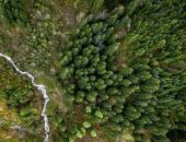 الدنماركيون يتبرعون بـ 2.4 مليون يورو لزراعة أشجار لحفظ غابات الدنمارك