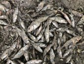 ضبط 7 أطنان أسماك بلطى غير صالحة  للاستهلاك وغلق 18 محل غير مرخص بكفر الشيخ