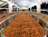 التصديري للغذائية يعقد ندوة مع مصنعي التمور لزيادة صادراته إلى 176 مليون دولار   