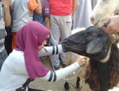 قافلة بيطرية لجامعتى حلوان ومدينة السادات إلى مركز أطفيح.. صور