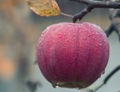 إلقاء التفاح من السيارة يهدد أشجار الفاكهة البرية فى أسكتلندا