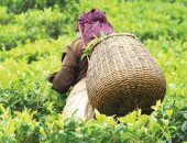 المحكمة العليا فى كينيا تعلق سريان قوانين جديدة تعرقل صناعة وتصدير الشاى