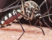 10حالات وفاة بسبب "البعوض القاتل" وتحذيرات من انتشار "فيروس نادر"