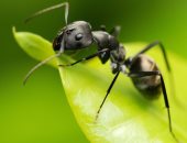 القارئ أشرف الزهوى يكتب: أسلوب النملة