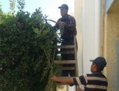 صور.. مجلس مدينة العريش يطلق حملة تهذيب الأشجار بالمدارس