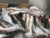 التموين: أسماك البورى المطروحة بأسعار مخفضة من منتجات المحيط الأطلنطى