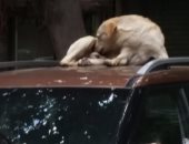 شكوى لأهالى منيل الروضة بالقاهرة من انتشار الكلاب الضالة 