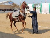 صور.. قصة مهرجان الشرقية للخيول العربية فى دورته الـ24 .. تعرف عليها