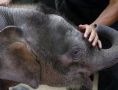 ماليزيا ..العثور على الفيل القزم ميتا..وقلق من لغز اختفاء الحيوانات