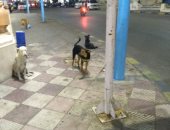 شكوى من انتشار الكلاب الضالة بسيدى بشر بالإسكندرية