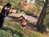 سيدة دخلت لمنطقة الأسد فى حديقة حيوانات.. شاهد ماذا حدث لها.. فيديو وصور