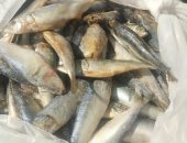 إعدام 10 أطنان أسماك مجمدة فاسدة ضبطت بحوزة صاحب ثلاجة فى السلام